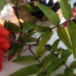 skudrina_17 (8)